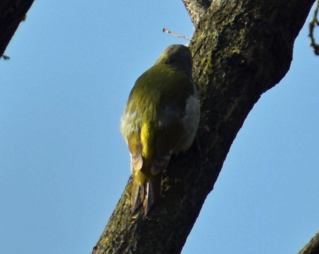 Picchio cenerino (Picus canus)